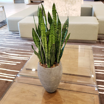 3 Φυτά που είναι αδύνατο να χαλάσετε