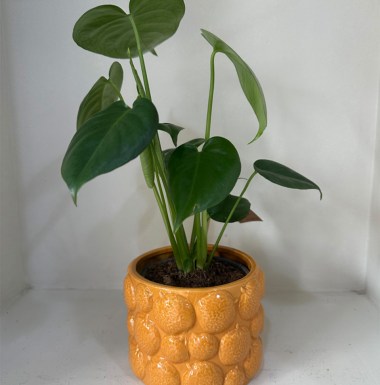 Monstera με πήλινο κασπώ 